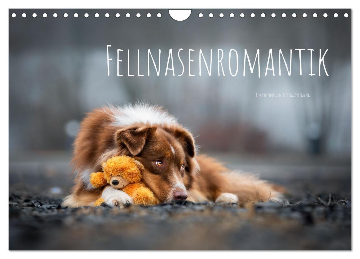 Cover: 9783675501553 | Fellnasenromantik (Wandkalender 2024 DIN A4 quer), CALVENDO...