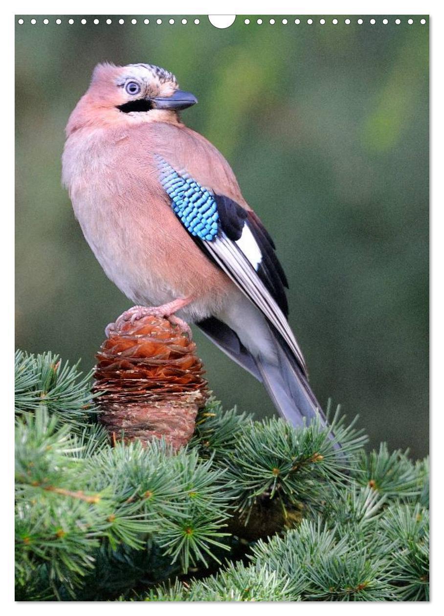 Bild: 9783457043295 | Vögel im heimischen Garten (Wandkalender 2025 DIN A3 hoch),...