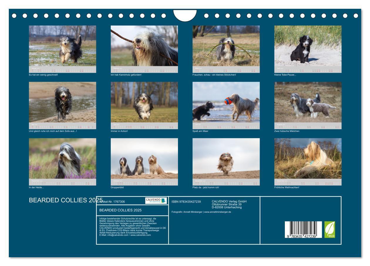 Bild: 9783435427239 | BEARDED COLLIES 2025 (Wandkalender 2025 DIN A4 quer), CALVENDO...