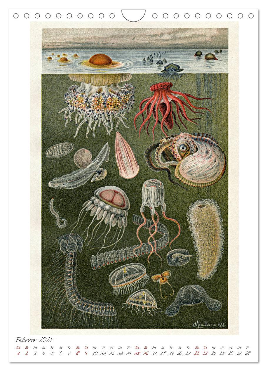 Bild: 9783435978908 | Formenspiele der Evolution. Chromolithographien des 19....