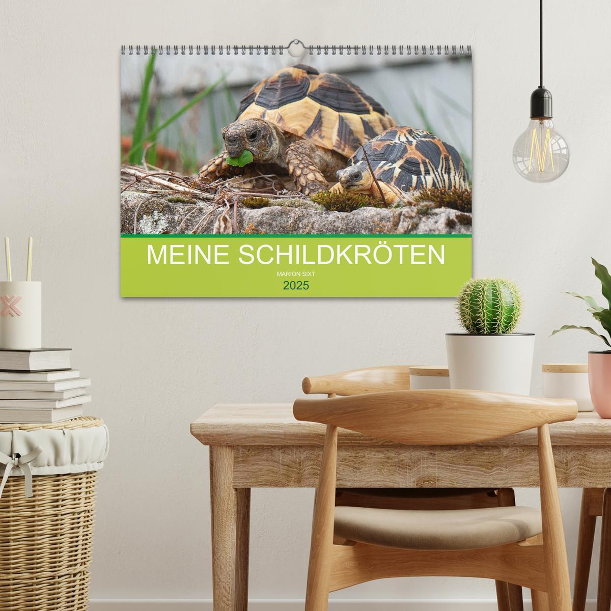 Bild: 9783435315505 | Meine Schildkröten (Wandkalender 2025 DIN A3 quer), CALVENDO...