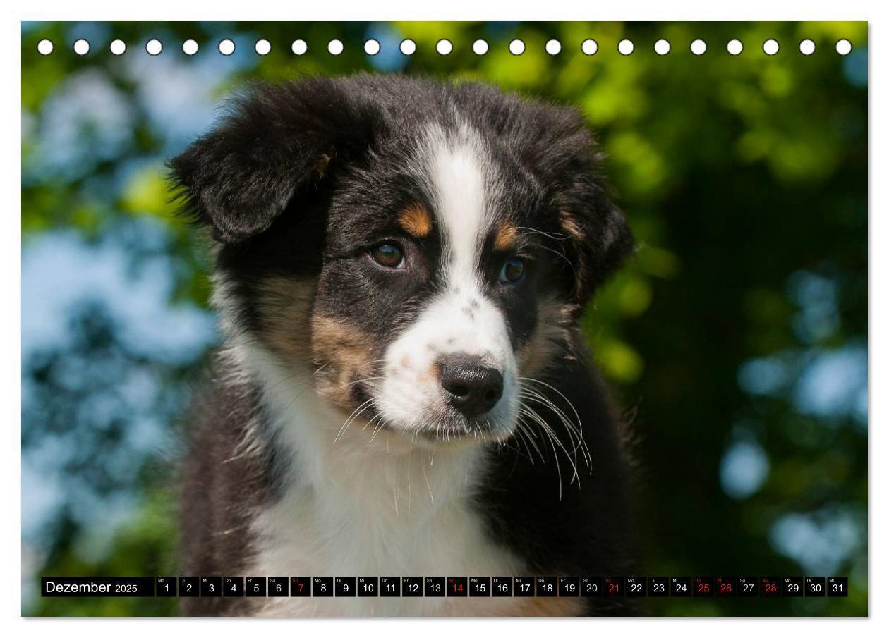 Bild: 9783435570287 | Bekannt wie ein bunter Hund. Australian Shepherd (Tischkalender...