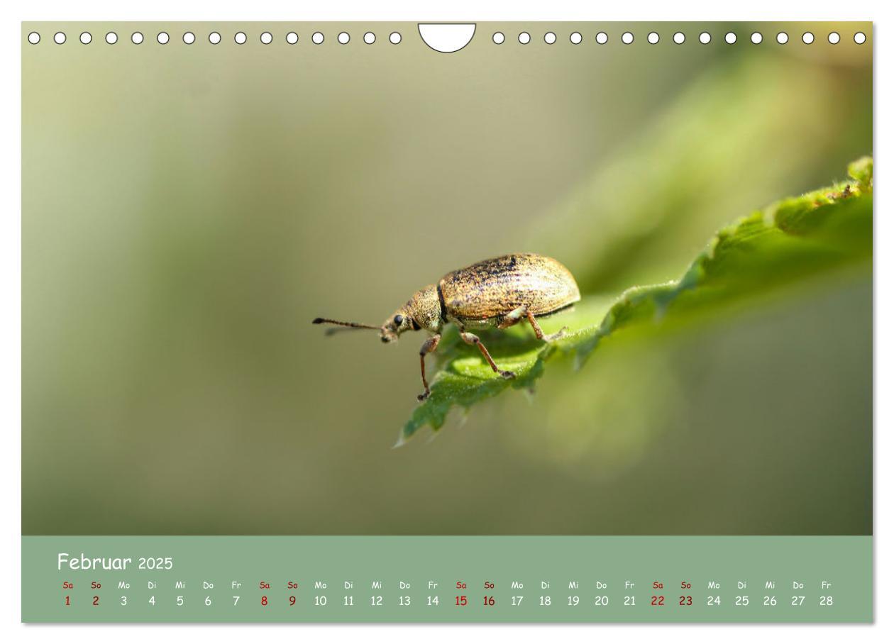 Bild: 9783435089192 | Insekten - Kleine Wunder (Wandkalender 2025 DIN A4 quer), CALVENDO...