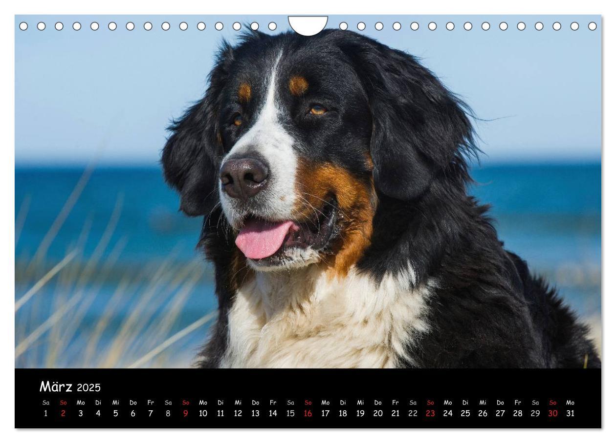 Bild: 9783435770861 | Berner Sennenhund 2025 (Wandkalender 2025 DIN A4 quer), CALVENDO...