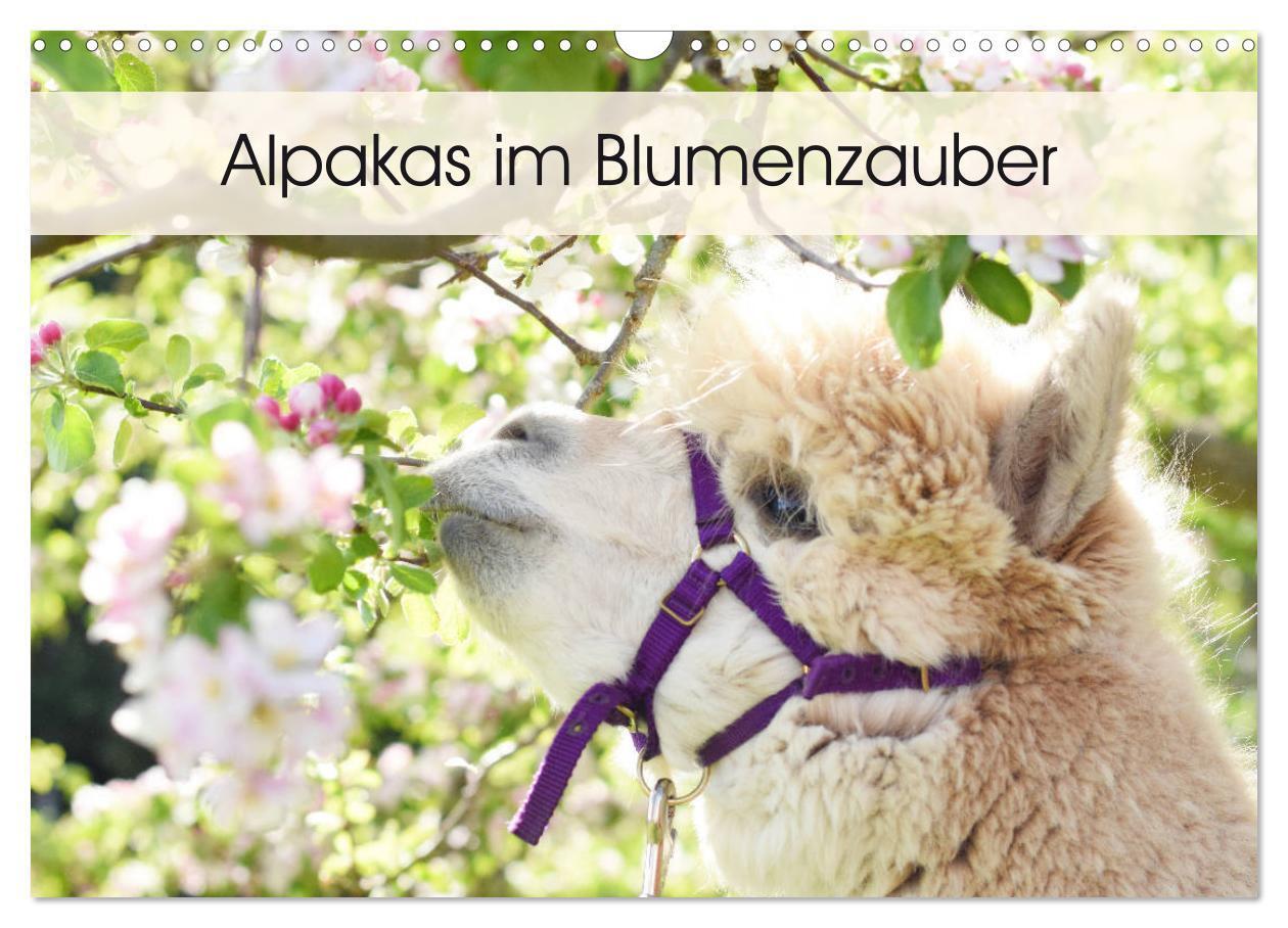 Cover: 9783675895010 | Alpakas im Blumenzauber (Wandkalender 2024 DIN A3 quer), CALVENDO...