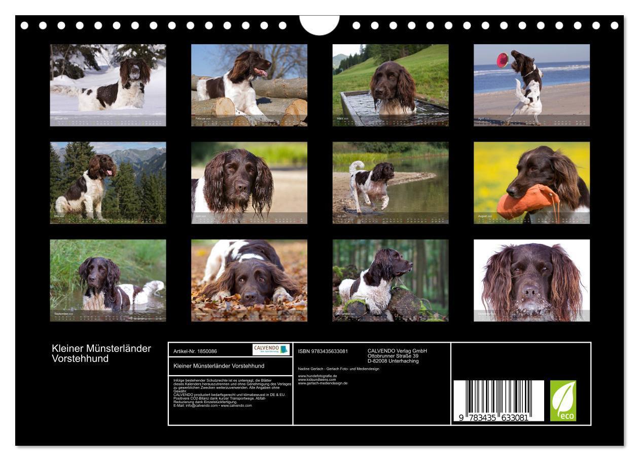 Bild: 9783435633081 | Kleiner Münsterländer Vorstehhund (Wandkalender 2025 DIN A4 quer),...