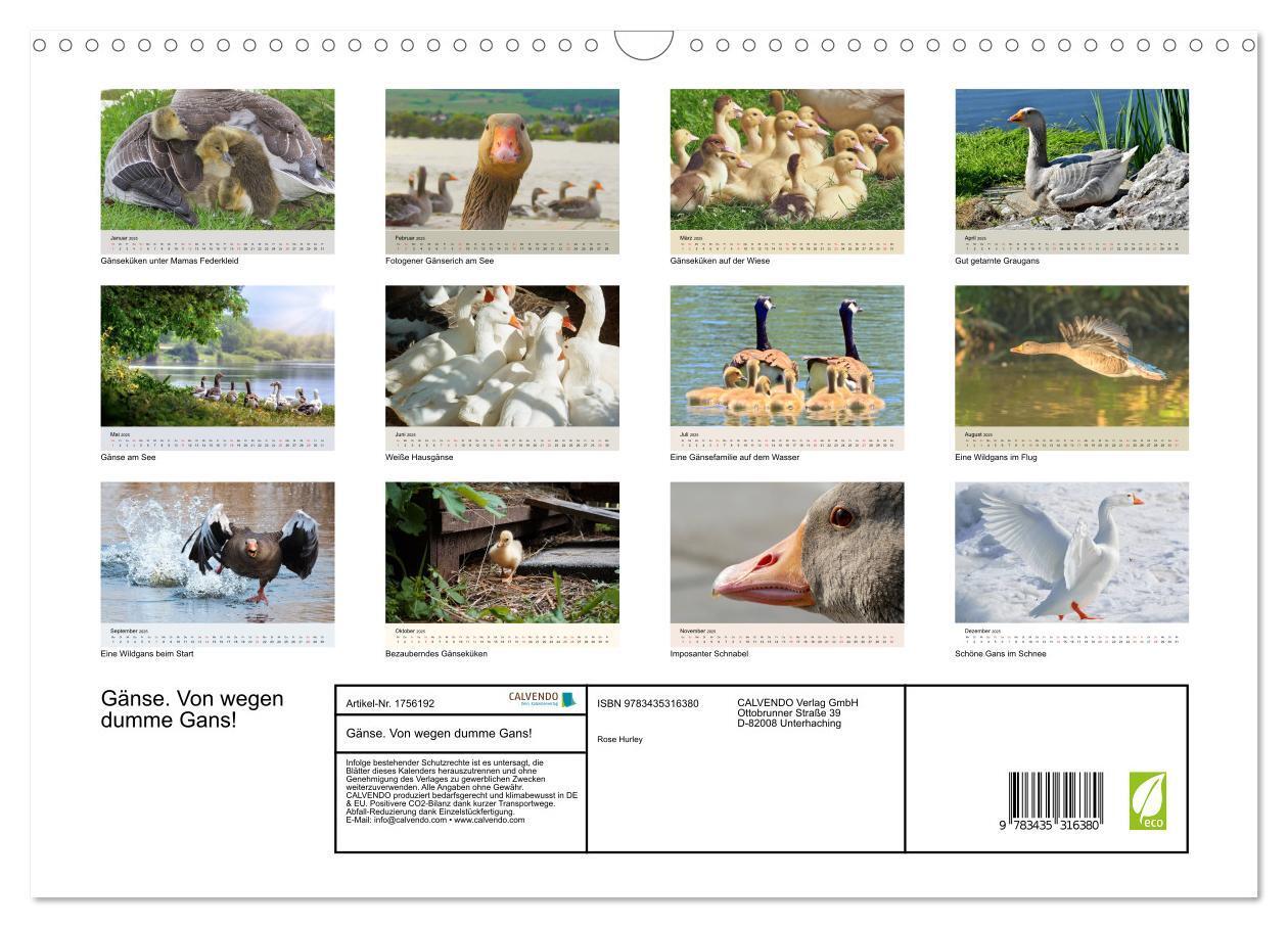 Bild: 9783435316380 | Gänse. Von wegen dumme Gans! (Wandkalender 2025 DIN A3 quer),...