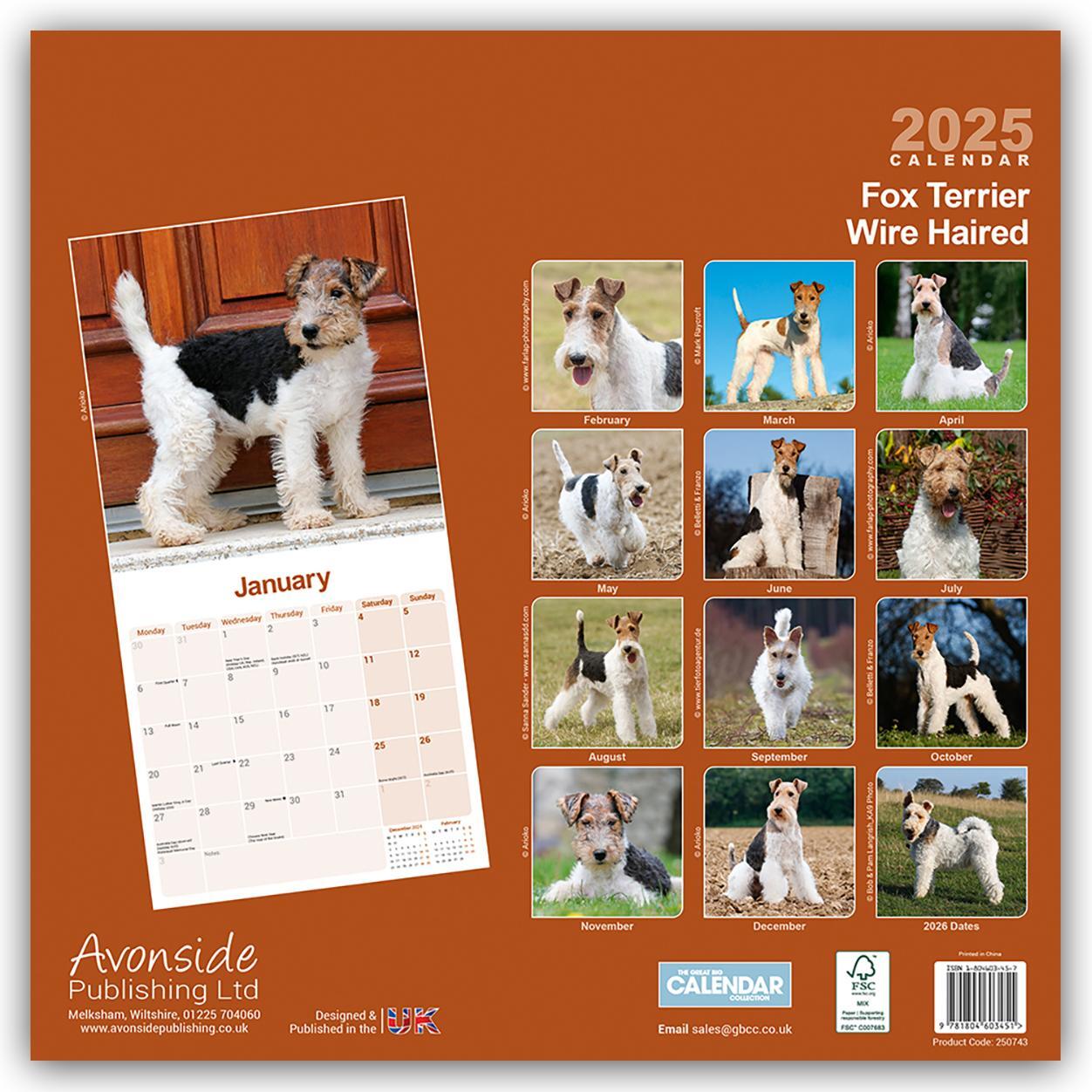 Rückseite: 9781804603451 | Fox Terrier Wirehaired - Drahthaar Foxterrier 2025 - 16-Monatskalender