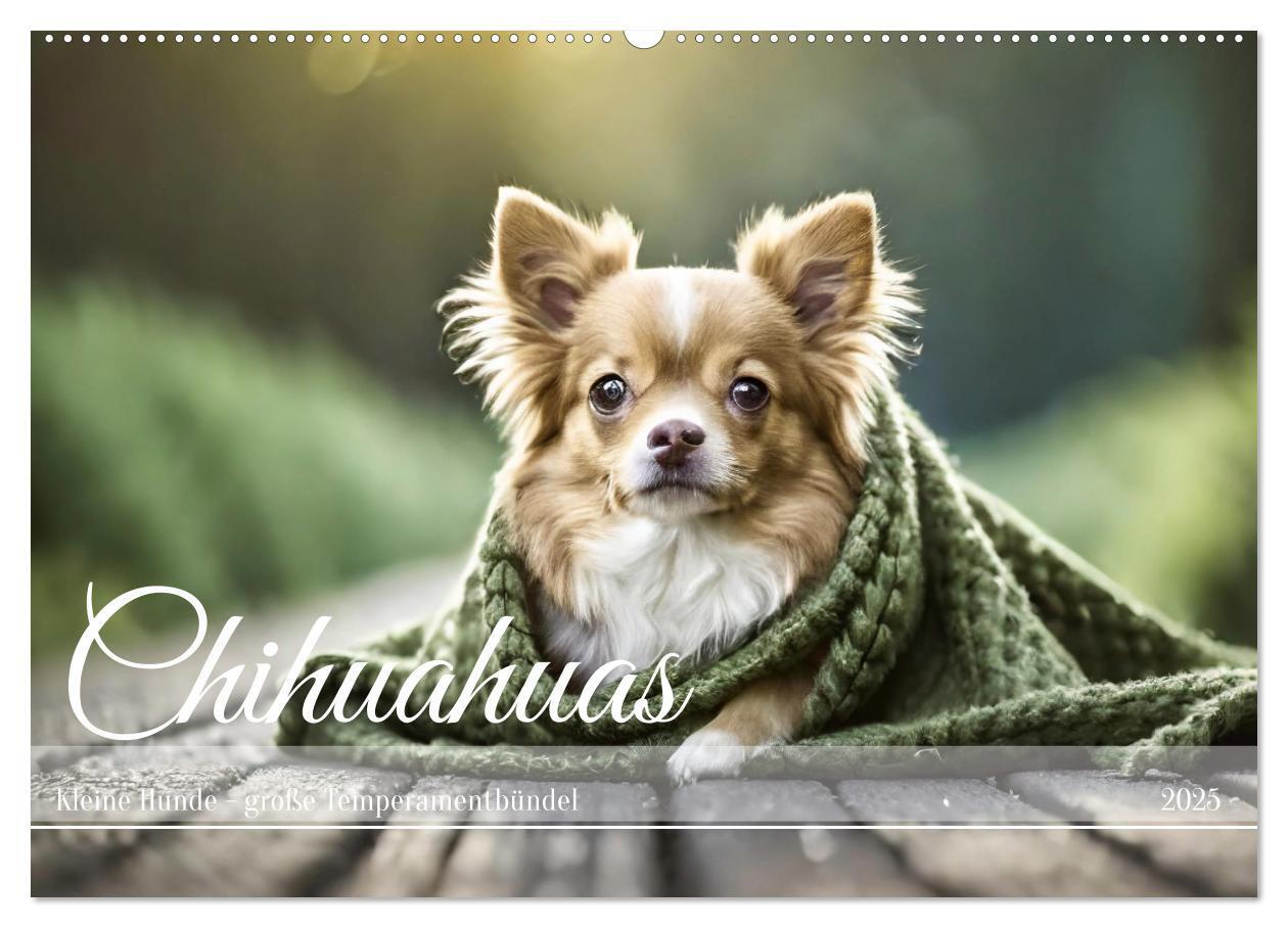 Cover: 9783383811593 | Chihuahuas - Kleine Hunde - große Temperamentbündel (Wandkalender...