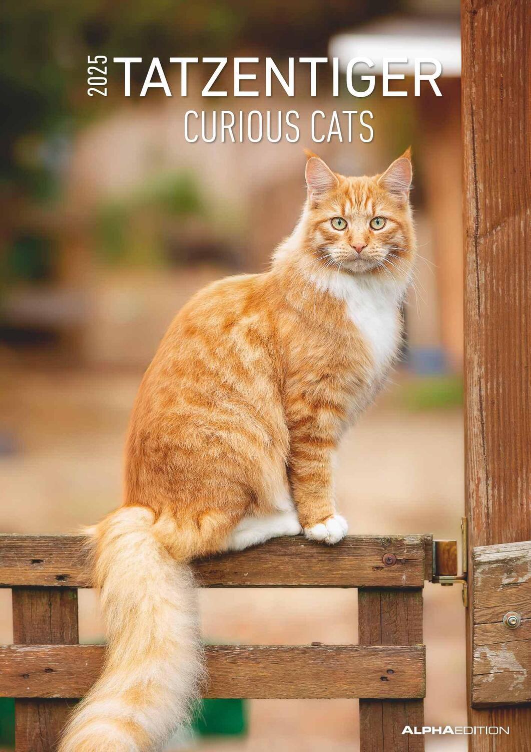 Cover: 4251732342012 | Tatzentiger 2025 - Bildkalender A3 (29,7x42 cm) - Curious Cats -...