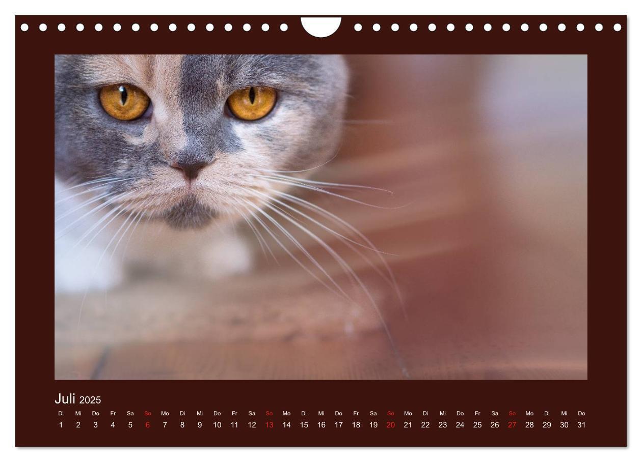 Bild: 9783435482917 | Britisch Kurzhaar Katzen - Poesie fürs Auge (Wandkalender 2025 DIN...