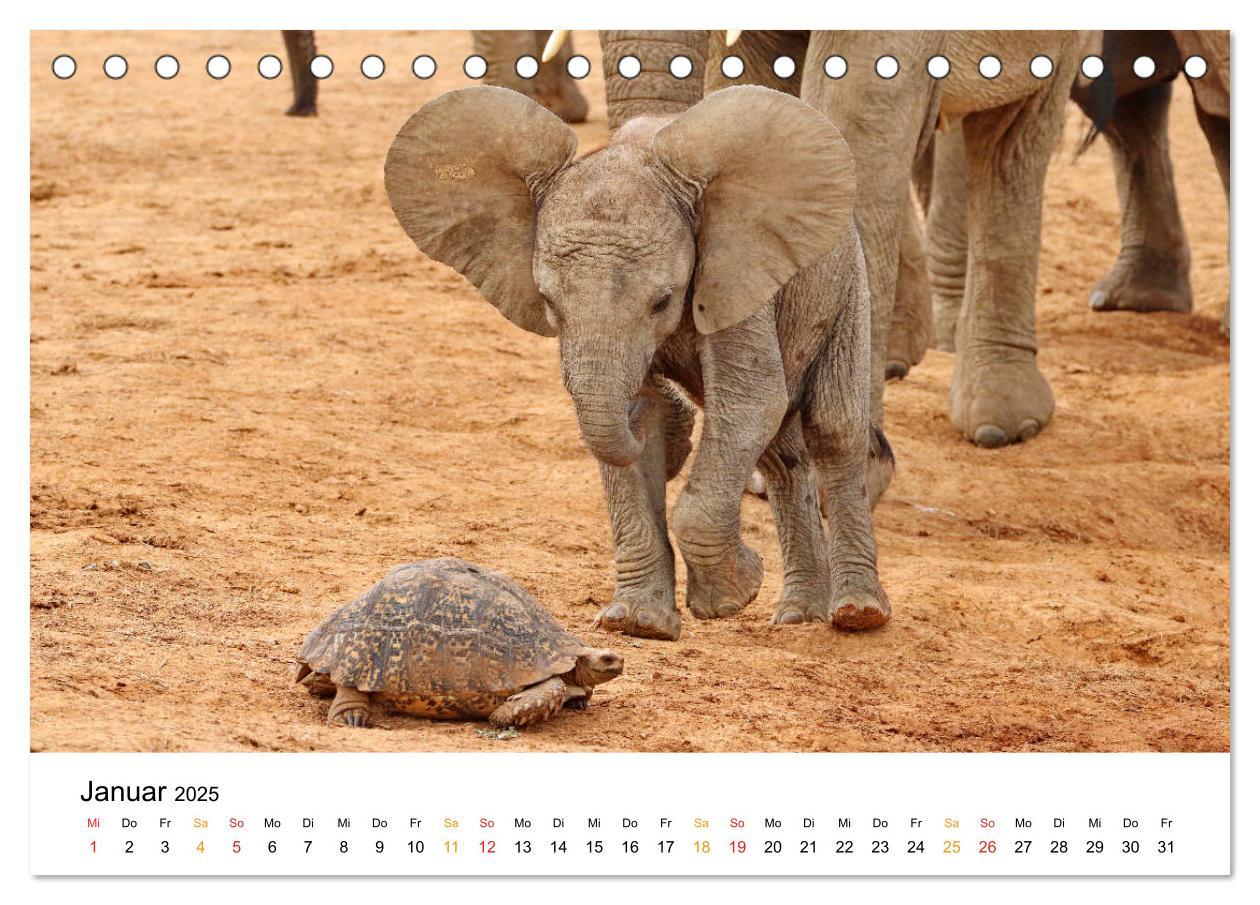 Bild: 9783435227921 | ADDO ELEPHANT NATIONAL PARK Elefanten Babies (Tischkalender 2025...