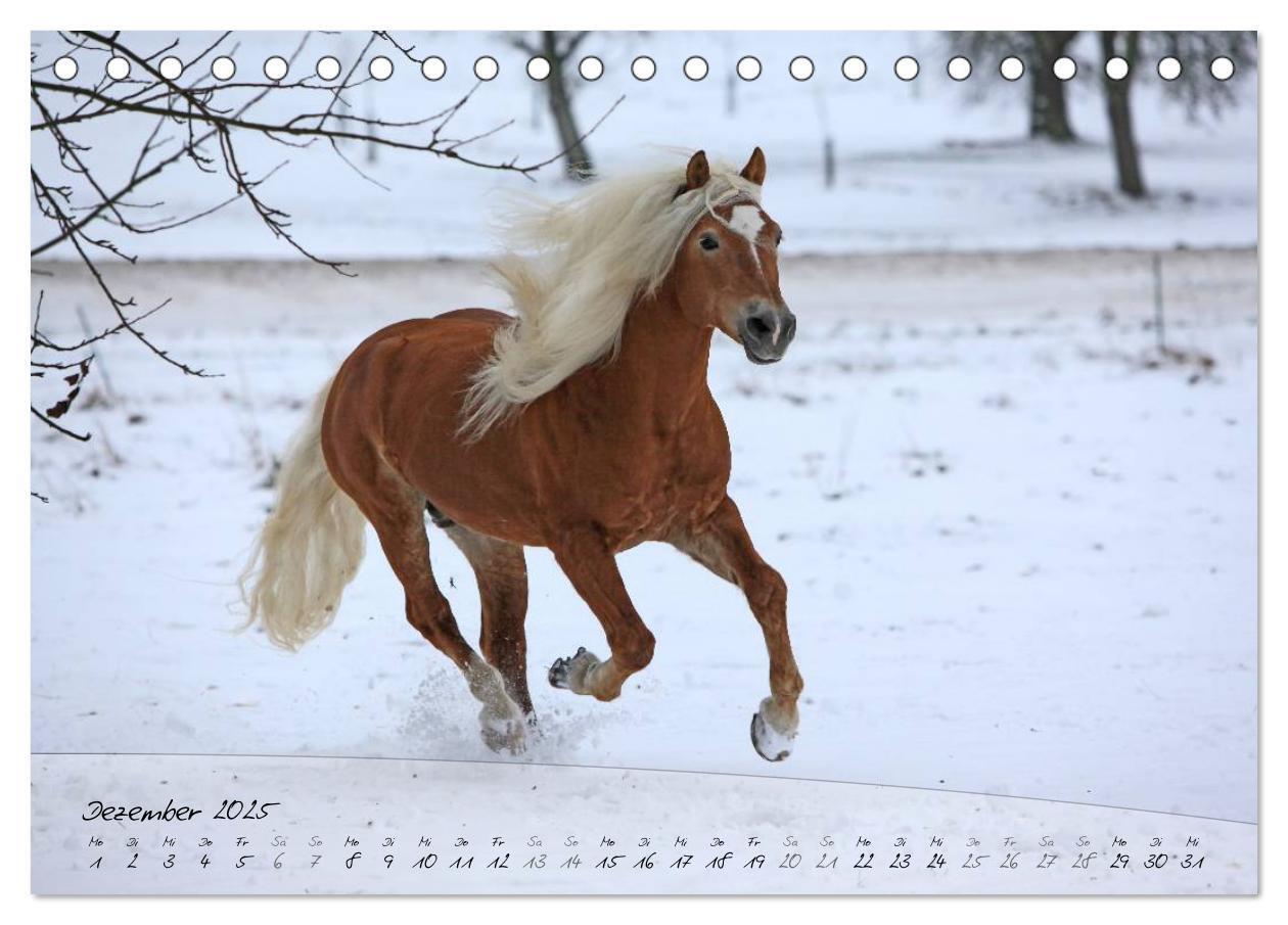 Bild: 9783435504121 | Haflinger-Pferde in Reinzucht (Tischkalender 2025 DIN A5 quer),...