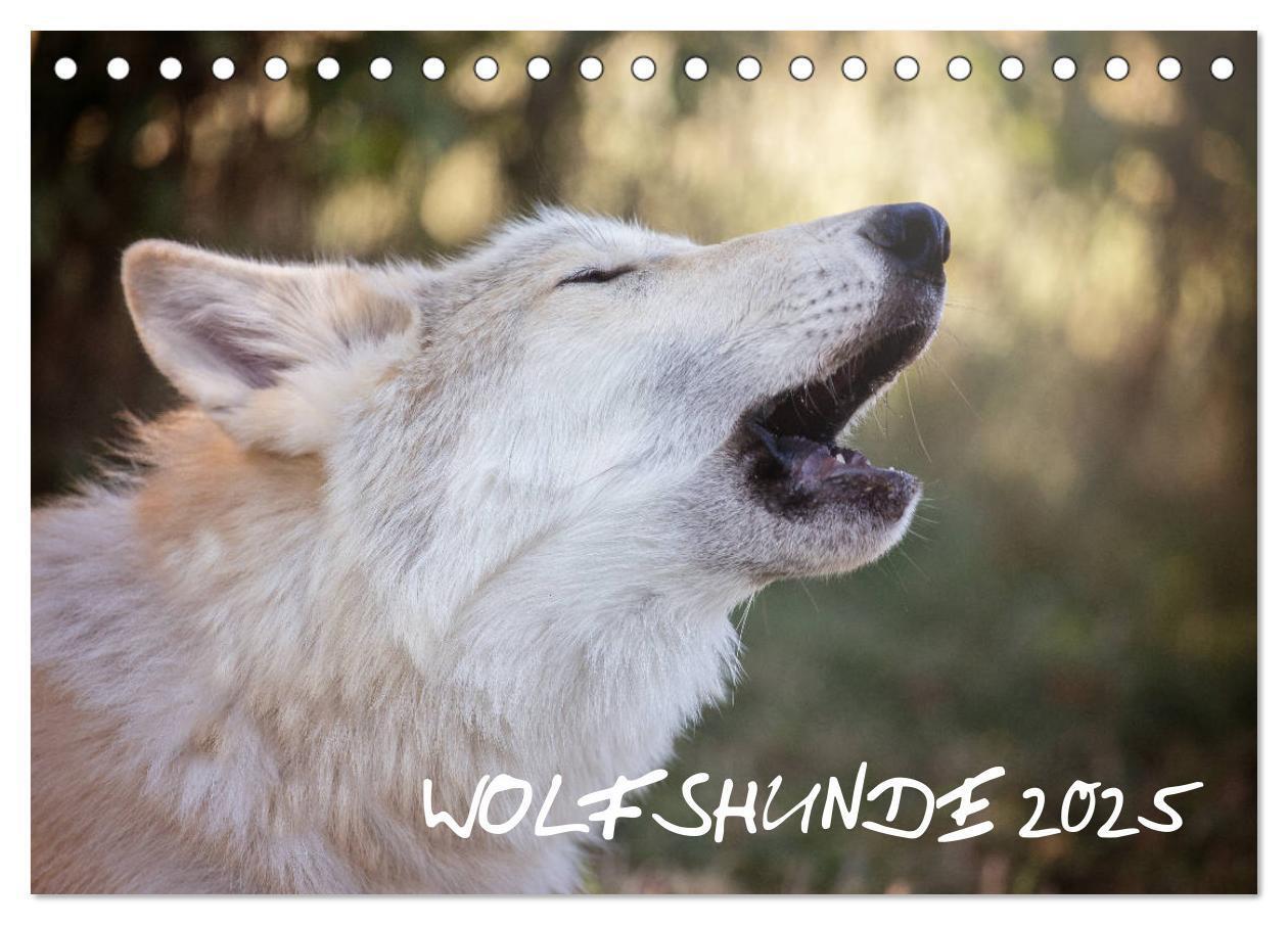 Cover: 9783435410262 | Wolfshunde 2025 (Tischkalender 2025 DIN A5 quer), CALVENDO...