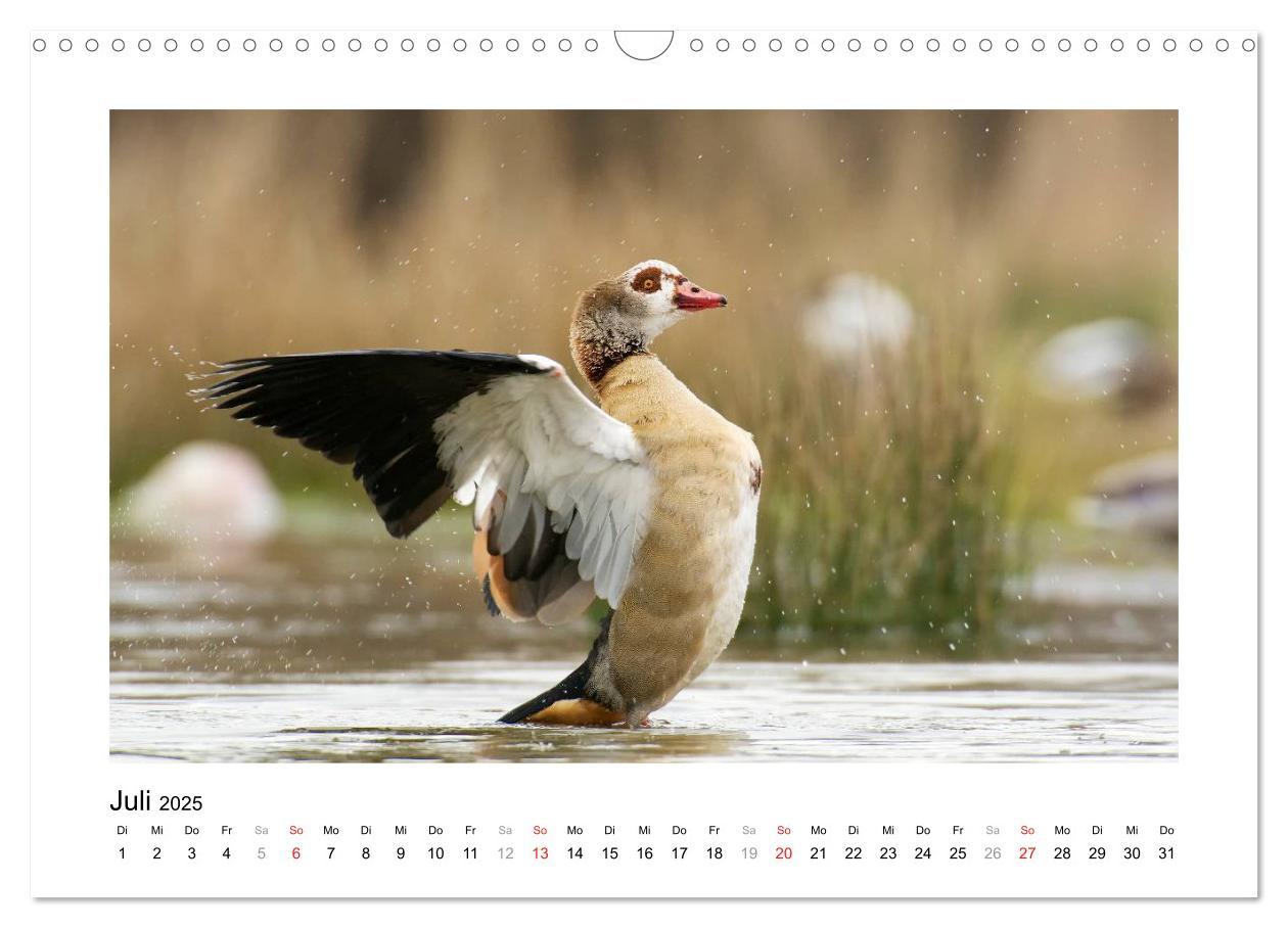 Bild: 9783435636105 | Geschnatter - Enten und Gänse in Deutschland (Wandkalender 2025 DIN...