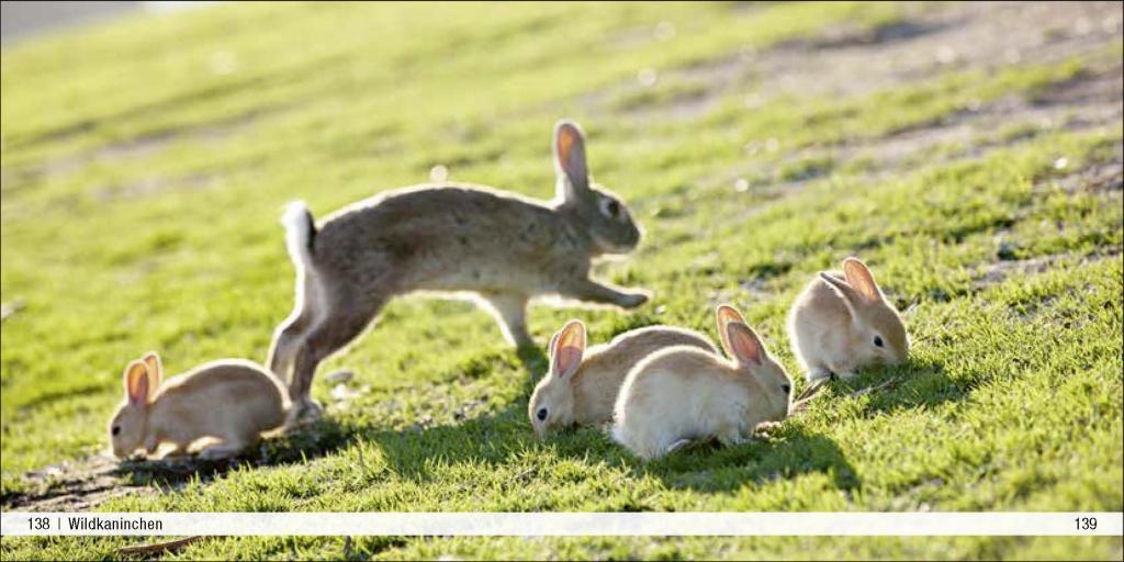 Bild: 9783957990648 | Tierbabys - Book To Go | Der Bildband für die Hosentasche | Buch