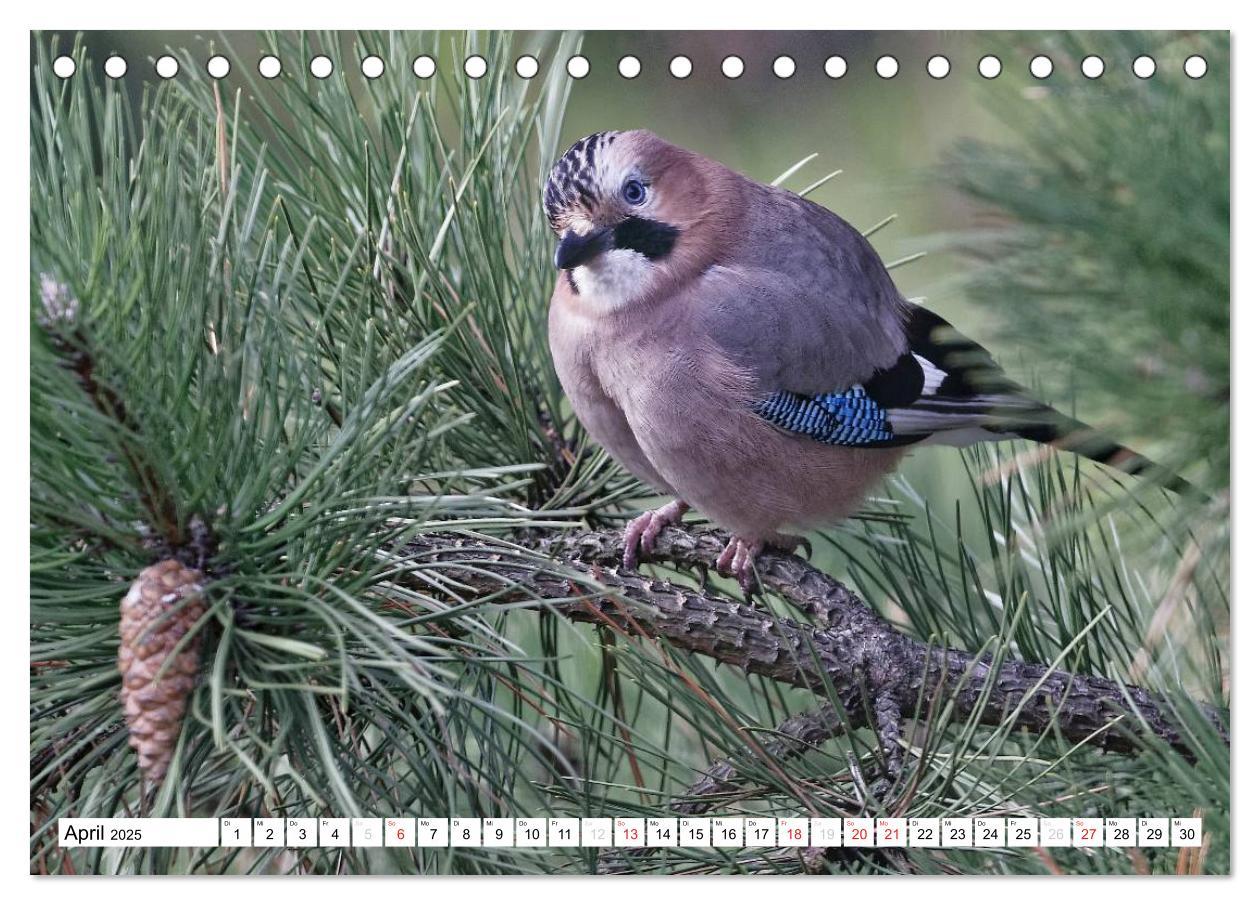 Bild: 9783435616183 | Heimische Gartenvögel (Tischkalender 2025 DIN A5 quer), CALVENDO...