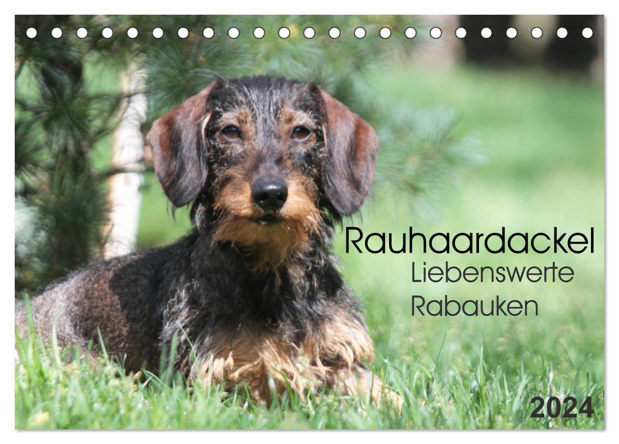 Cover: 9783383579240 | Liebenswerte Rabauken - Rauhaardackel (Tischkalender 2024 DIN A5...