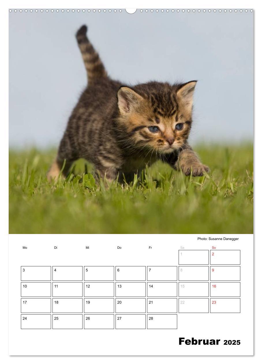 Bild: 9783457086063 | Katzenkinder - Impressionen (Wandkalender 2025 DIN A2 hoch),...