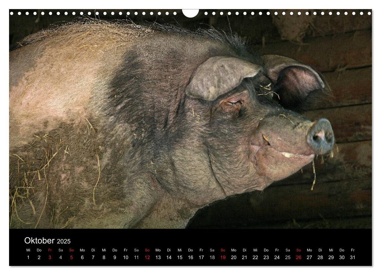 Bild: 9783435838509 | Schweinereien (Wandkalender 2025 DIN A3 quer), CALVENDO Monatskalender