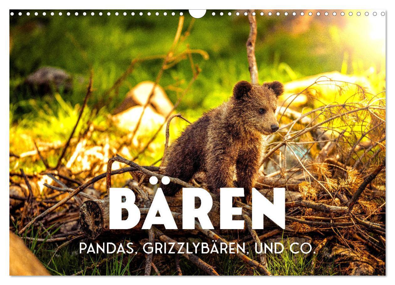 Cover: 9783675486096 | Bären - Pandas, Grizzlybären und Co. (Wandkalender 2024 DIN A3...