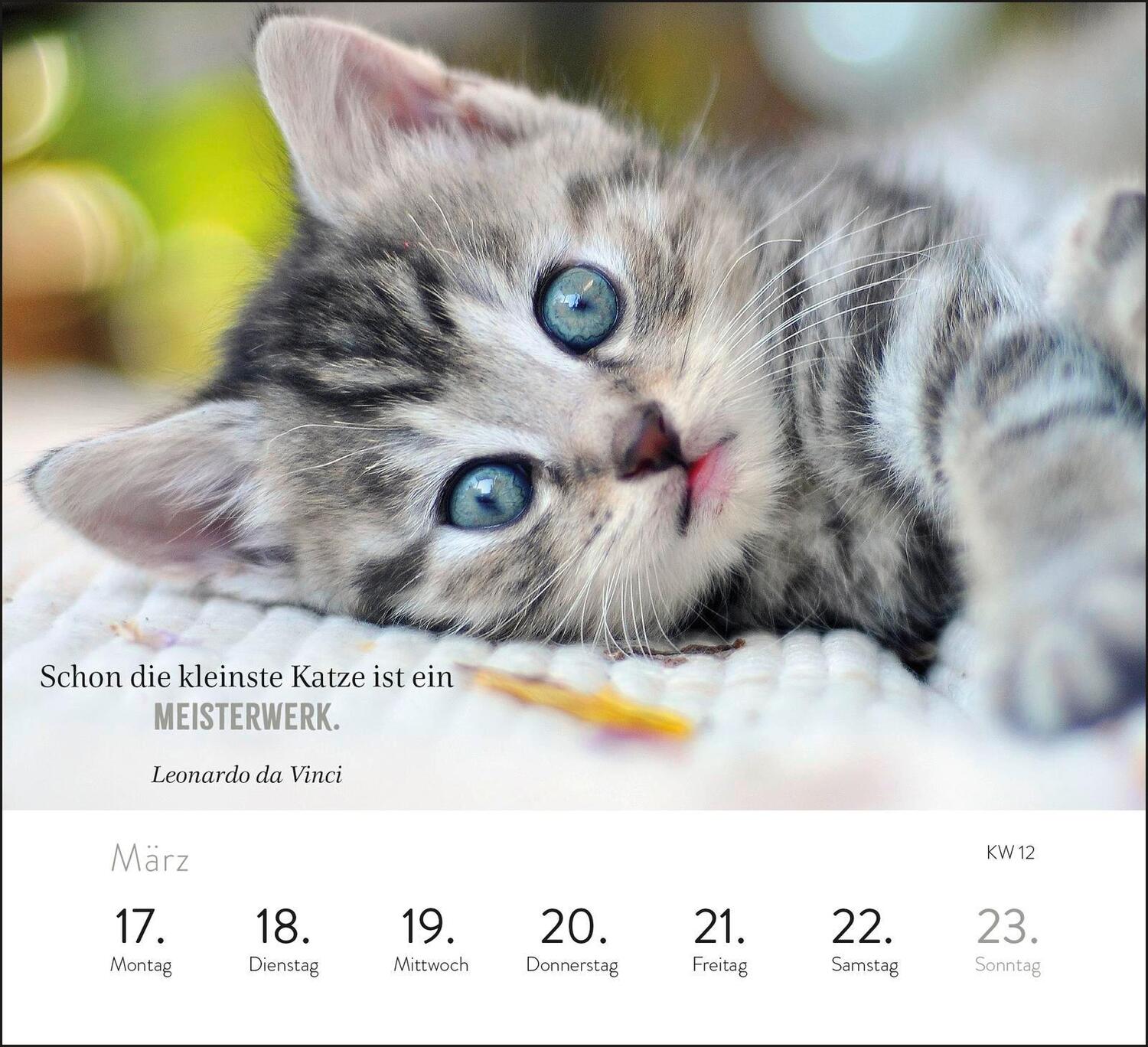 Bild: 4036442012017 | Wochenkalender 2025: Kluge Katzen | Kathrin Schmoll | Kalender | 2025