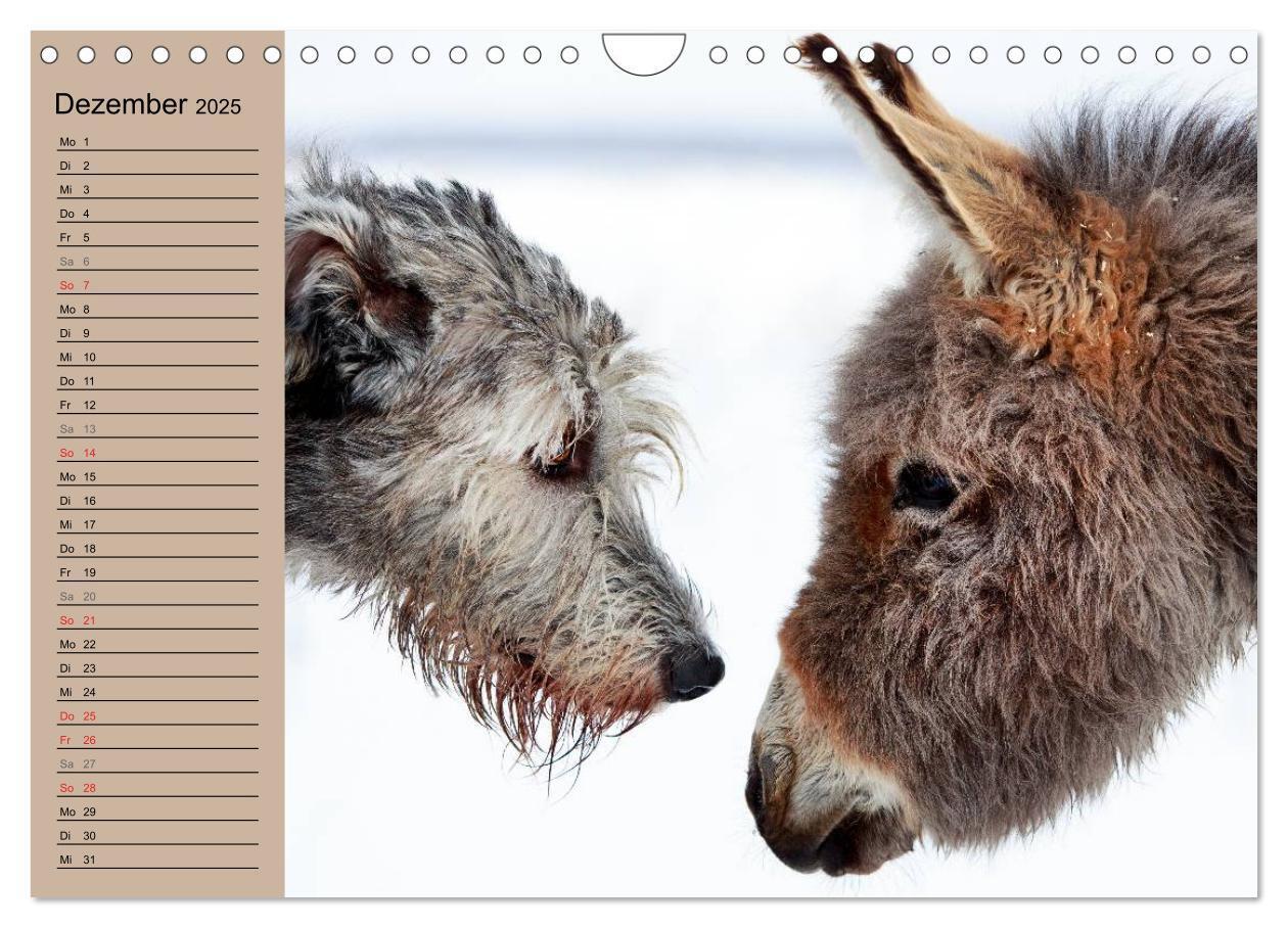 Bild: 9783435655137 | Das Esel-Paradies - Hunde und andere Feunde (Wandkalender 2025 DIN...