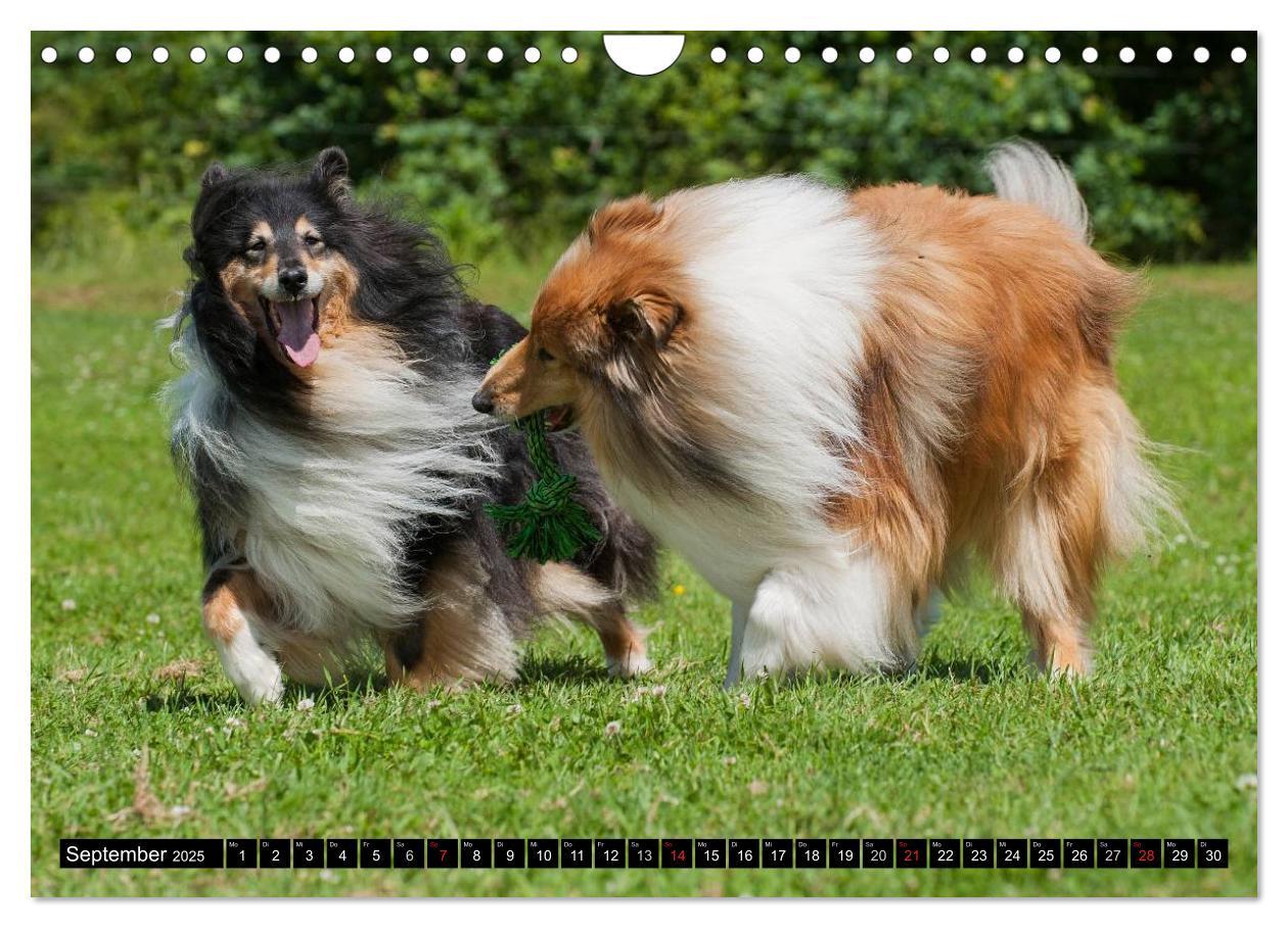 Bild: 9783435569267 | Collie - Mein bester Freund (Wandkalender 2025 DIN A4 quer),...