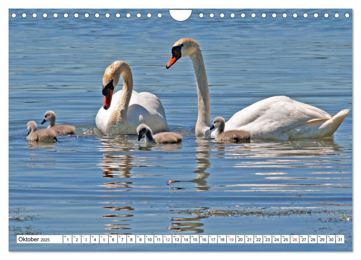 Bild: 9783435183081 | Chiemsee - Sommerferien am bayrischen Meer (Wandkalender 2025 DIN...