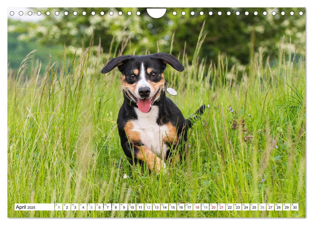 Bild: 9783435313518 | Mein bester Freund - Entlebucher Sennenhund (Wandkalender 2025 DIN...