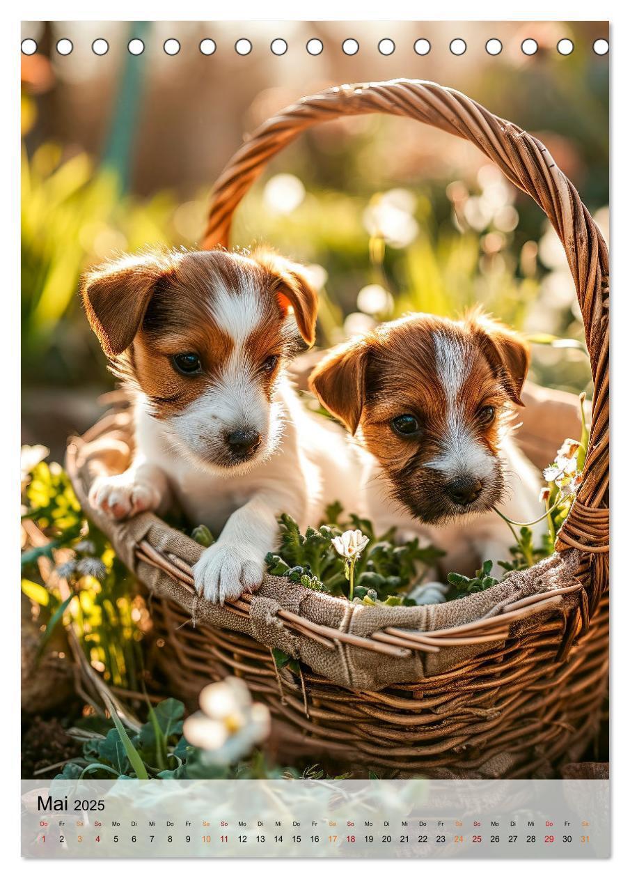 Bild: 9783383778865 | Jack Russel Terrier - furchtlos und viel Selbstvertrauen...