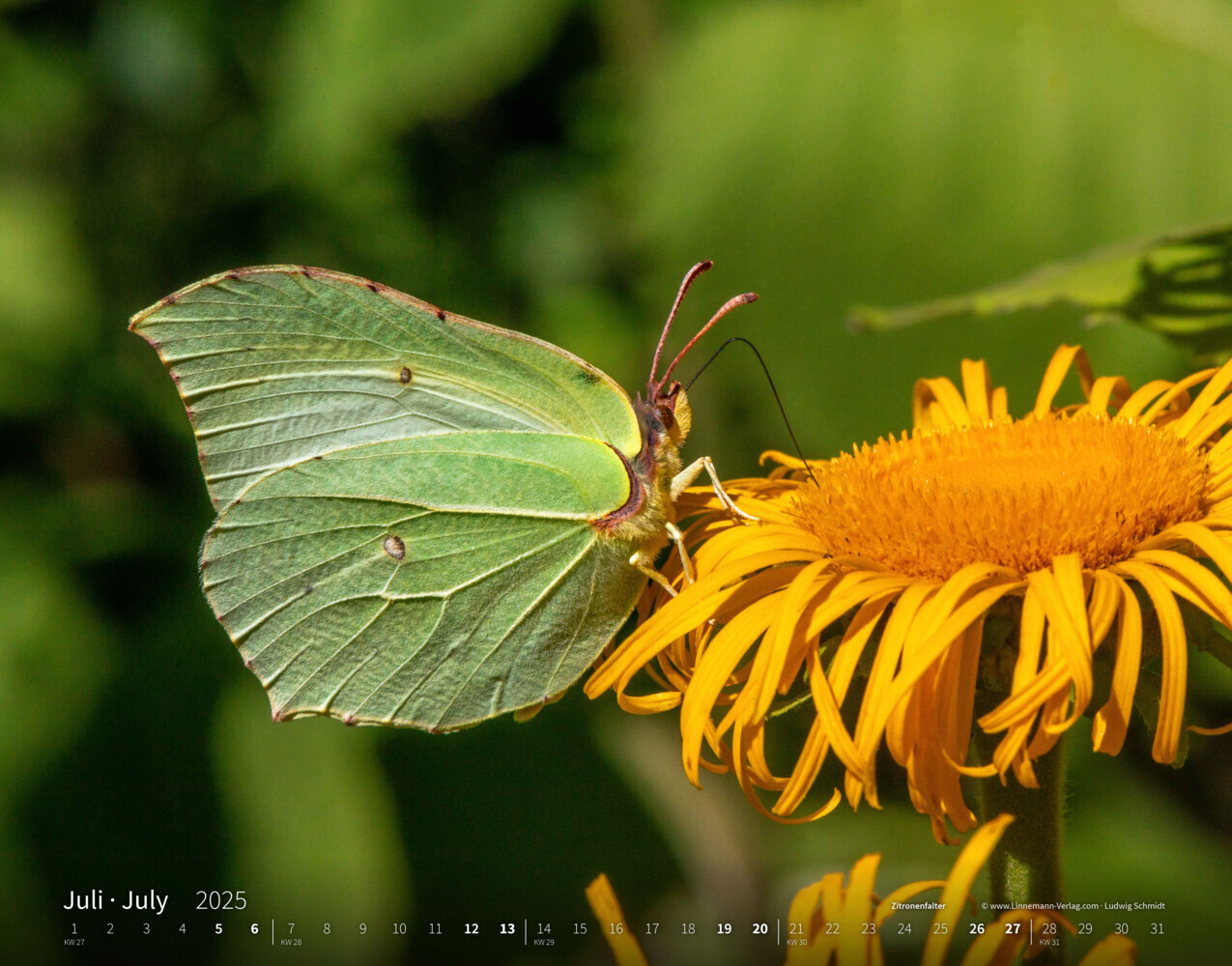 Bild: 9783862923410 | Schmetterlinge 2025 Großformat-Kalender 58 x 45,5 cm | Verlag | 14 S.