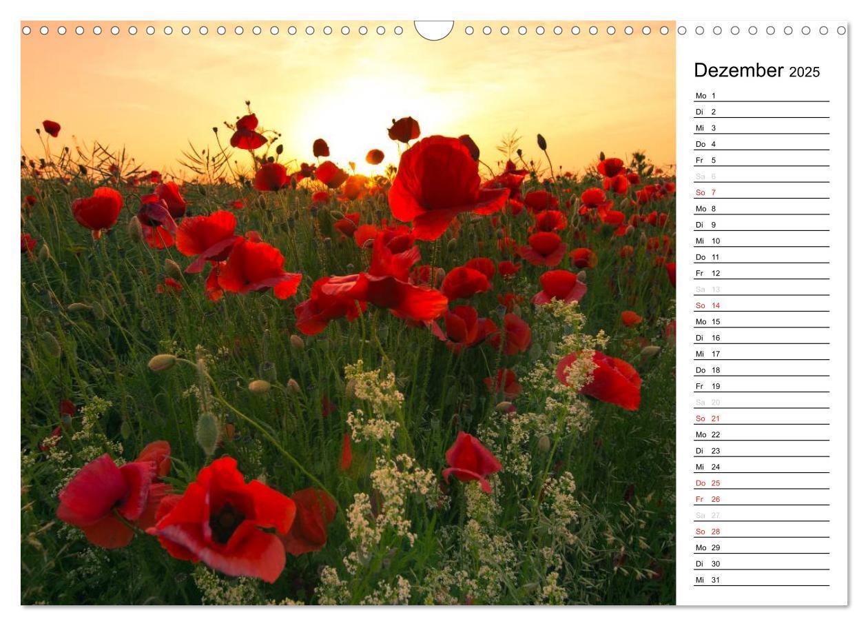 Bild: 9783435218288 | Ein Traum von Mohn (Wandkalender 2025 DIN A3 quer), CALVENDO...