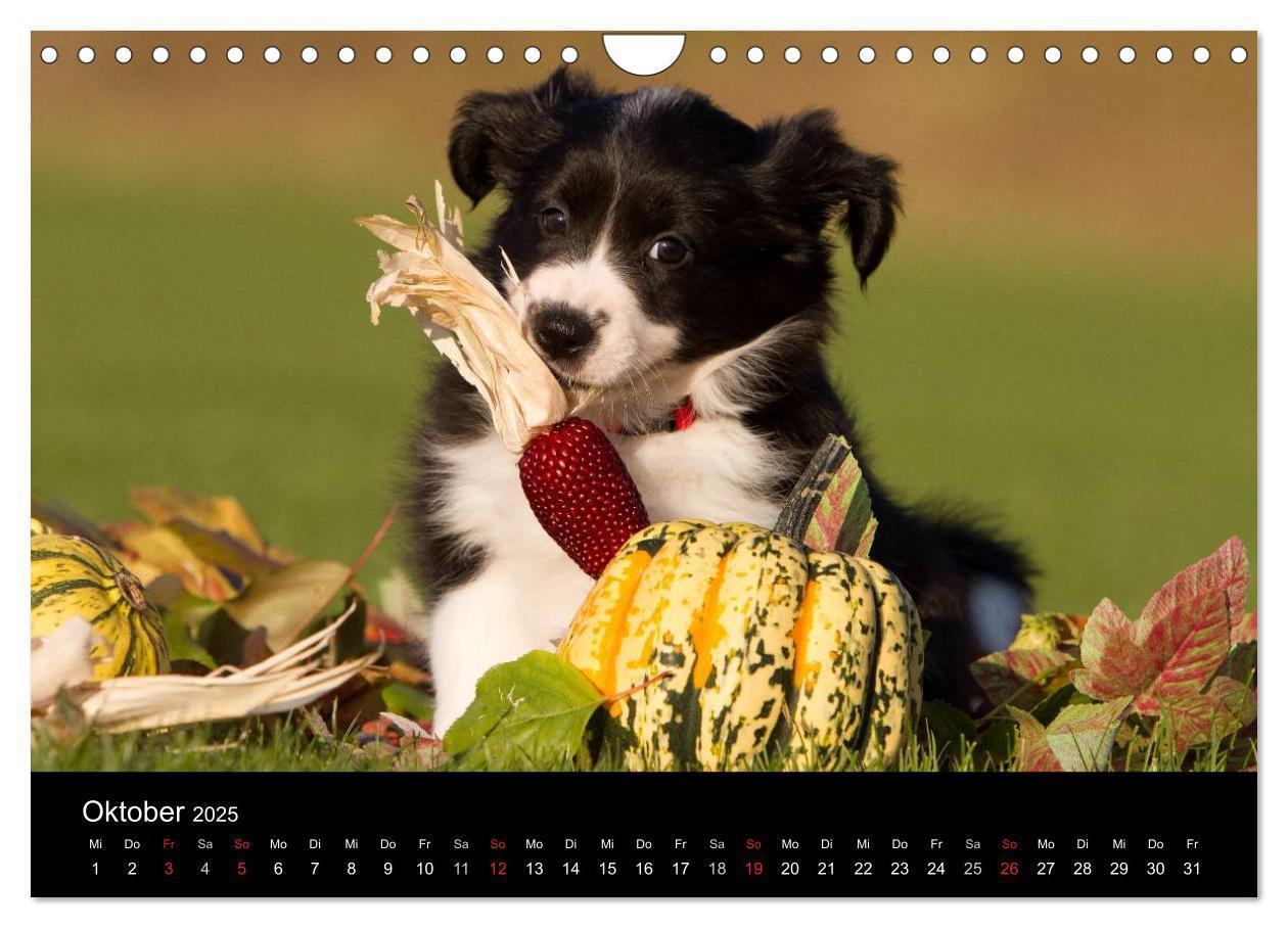 Bild: 9783435834389 | Hundewelpen (Wandkalender 2025 DIN A4 quer), CALVENDO Monatskalender