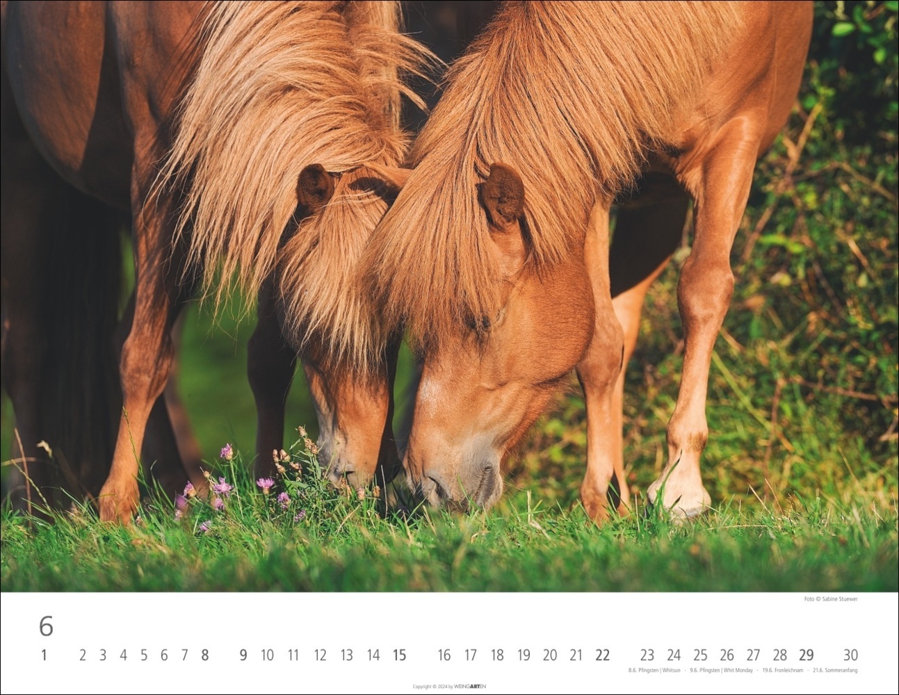 Bild: 9783839900406 | Islandpferde Kalender 2025 | Sabine Stuewer | Kalender | Spiralbindung