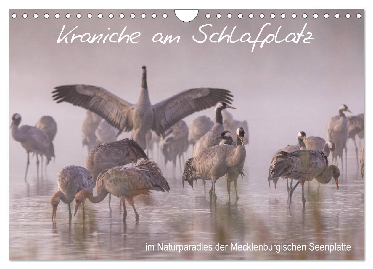 Cover: 9783435268092 | Kraniche am Schlafplatz - im Naturparadies der Mecklenburgischen...