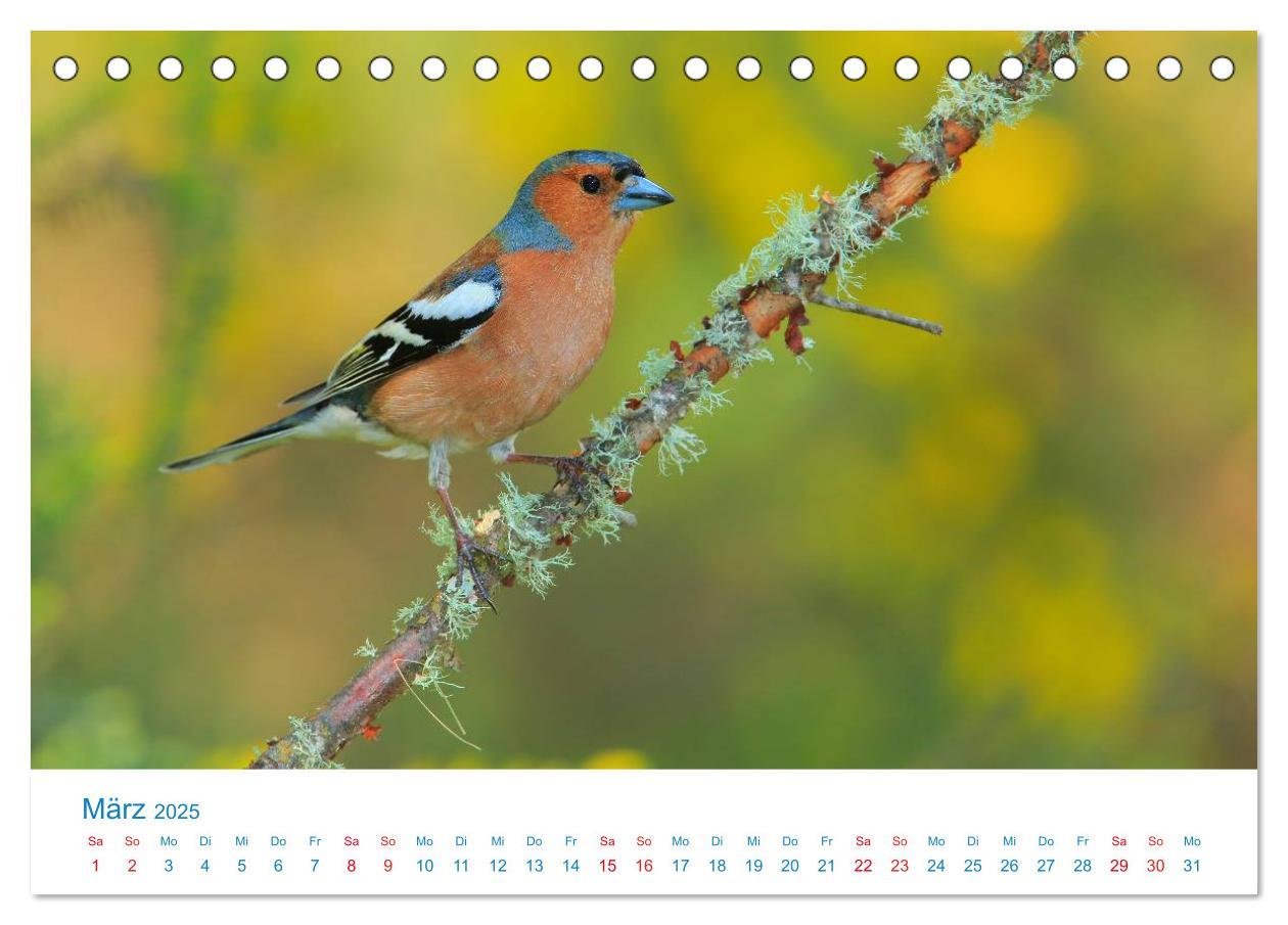 Bild: 9783435458363 | Singvögel - 12 Arten im Garten (Tischkalender 2025 DIN A5 quer),...