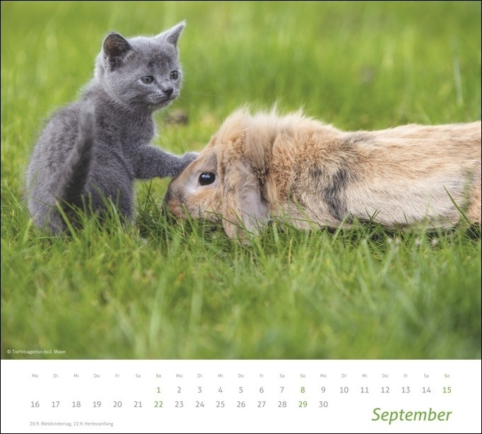 Bild: 9783756401239 | Echte Freunde Bildkalender 2024. Süße Tierfreundschaften in einem...
