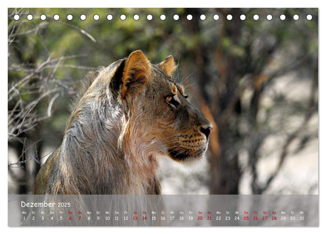 Bild: 9783435014521 | Kgalagadi - Fauna und Wildtiere in der Kalahari (Tischkalender 2025...