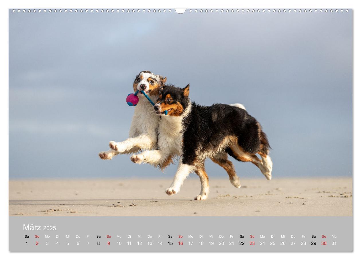 Bild: 9783435667543 | Australian Shepherd 2025 (hochwertiger Premium Wandkalender 2025...