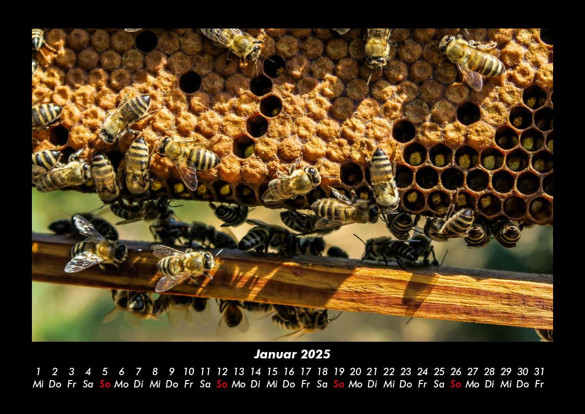 Bild: 9783755981213 | Bienen 2025 Fotokalender DIN A3 | Tobias Becker | Kalender | Kalender