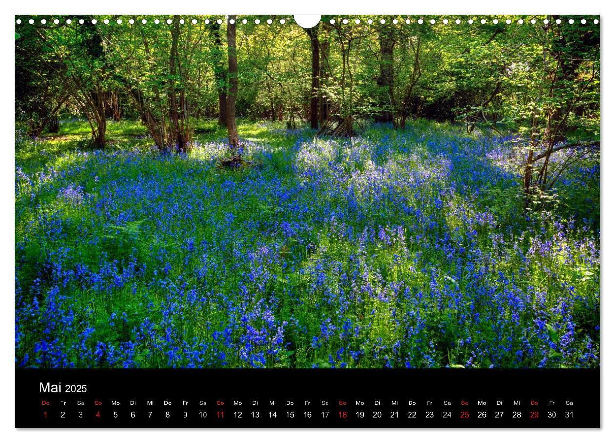 Bild: 9783435475964 | New Forest - England (Wandkalender 2025 DIN A3 quer), CALVENDO...