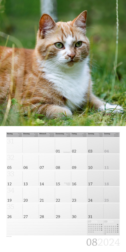 Bild: 9783838444208 | Katzen Kalender 2024 - 30x30 | Ackermann Kunstverlag | Kalender | 2024