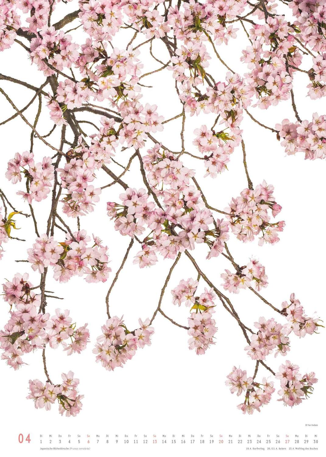 Bild: 4250809652894 | Flora 2025 - Blumen-Kalender von DUMONT- Foto-Kunst von Tan Kadam -...