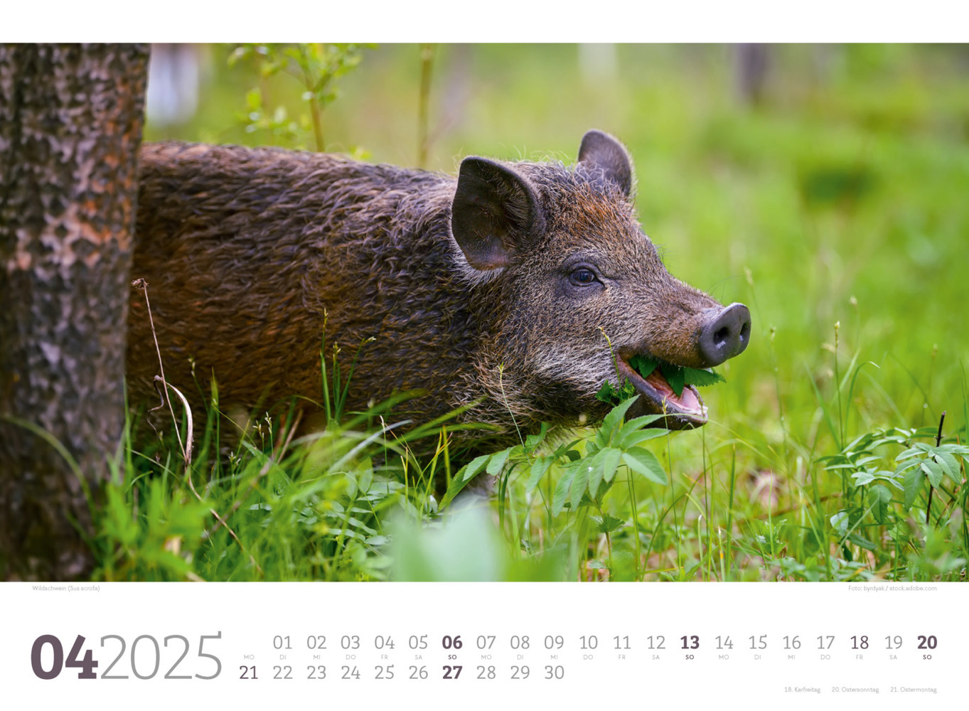 Bild: 9783838425825 | Tierwelt Wald Kalender 2025 | Ackermann Kunstverlag | Kalender | 14 S.