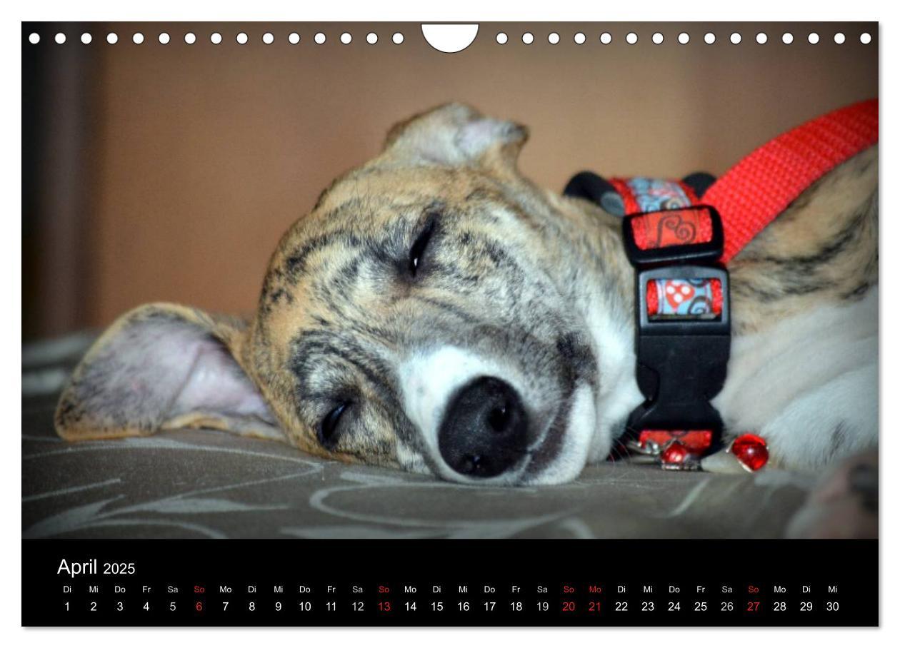 Bild: 9783435651290 | Whippet 2025 (Wandkalender 2025 DIN A4 quer), CALVENDO Monatskalender