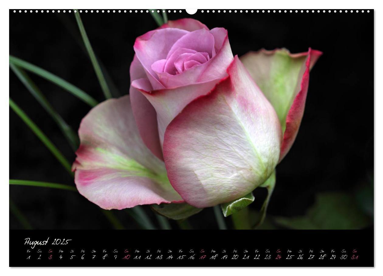 Bild: 9783435658688 | Rosen Romanze - Visuelle Musik (Wandkalender 2025 DIN A2 quer),...