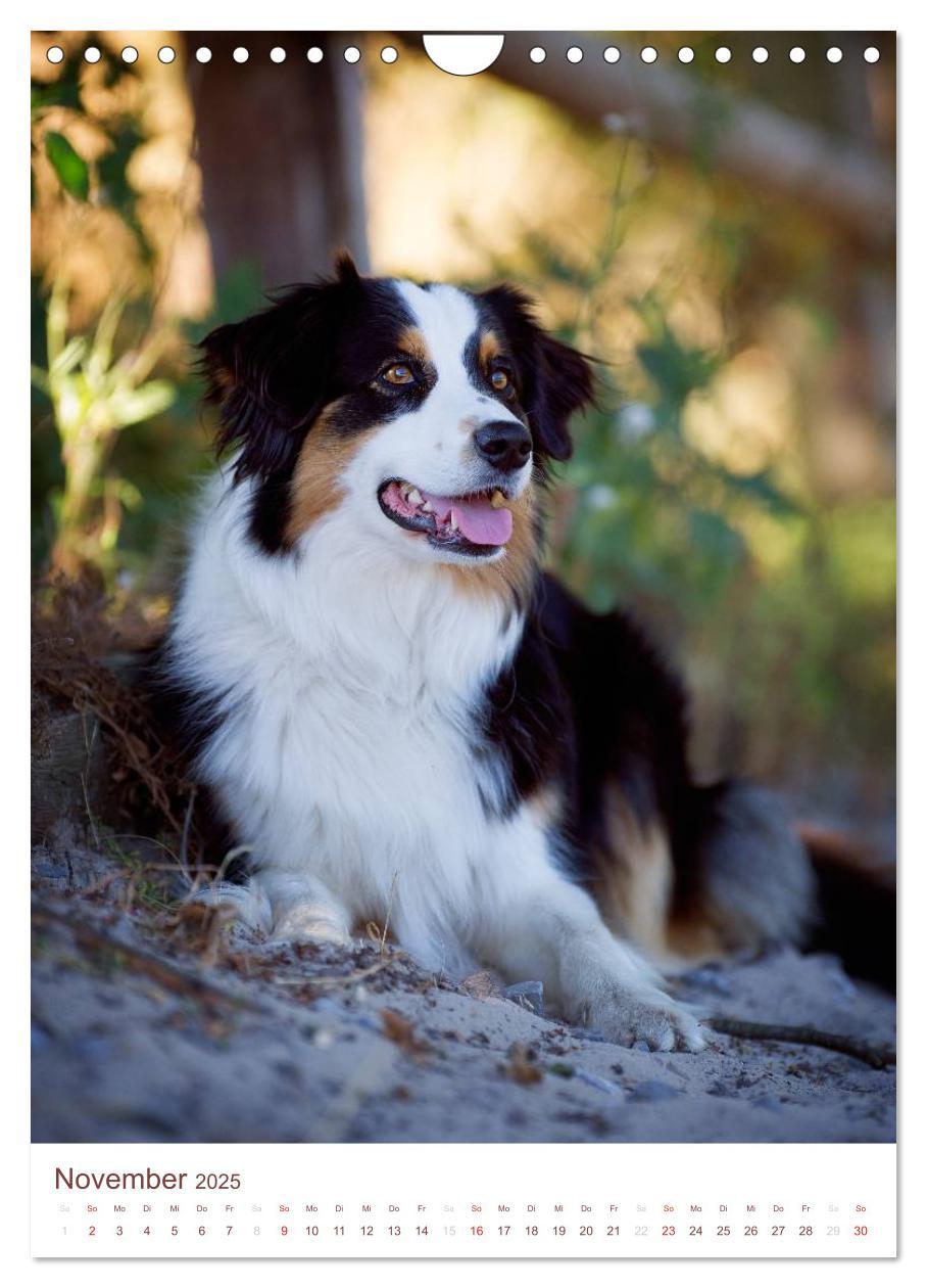 Bild: 9783457065143 | Australian Shepherds (Wandkalender 2025 DIN A4 hoch), CALVENDO...