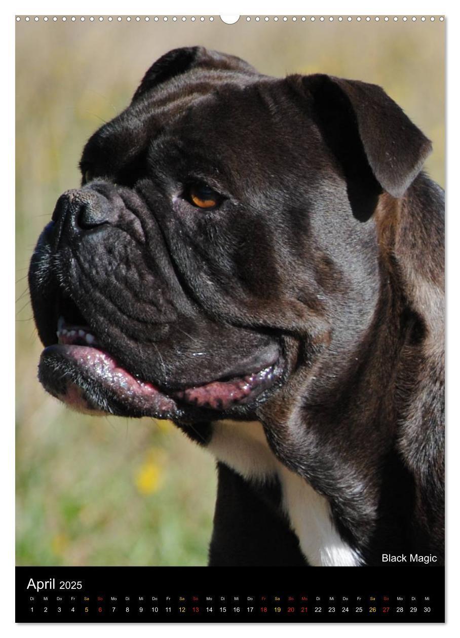 Bild: 9783457070079 | Bulldoggen-Gesichter (Wandkalender 2025 DIN A2 hoch), CALVENDO...