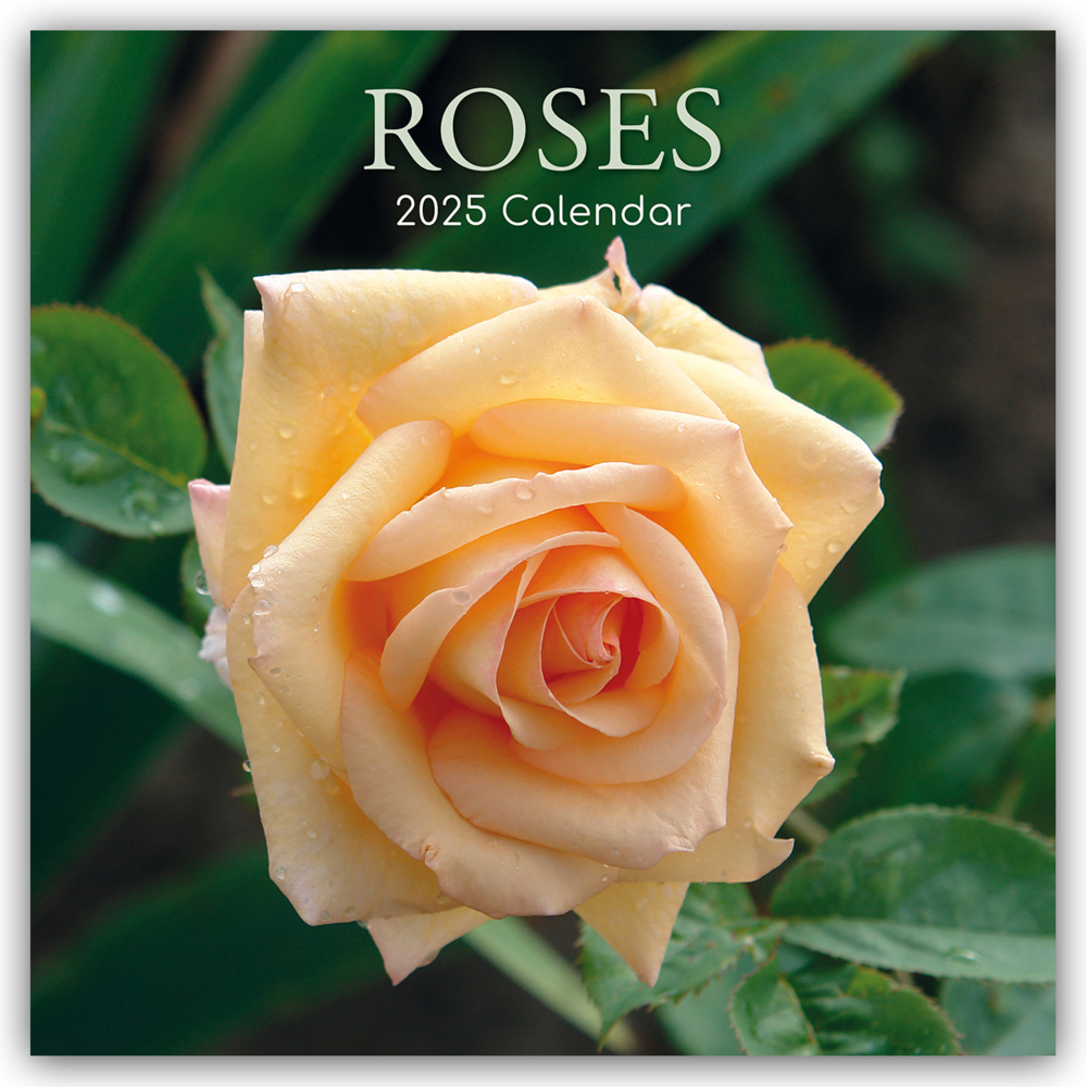 Cover: 9781835361870 | Roses - Rosen 2025 - 16-Monatskalender | Gifted Stationery Co. Ltd